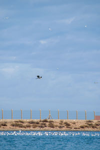 Seagull flying over sea against sky