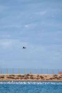 Seagull flying over sea against sky