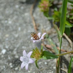 Close-up of butterfly on white flower
