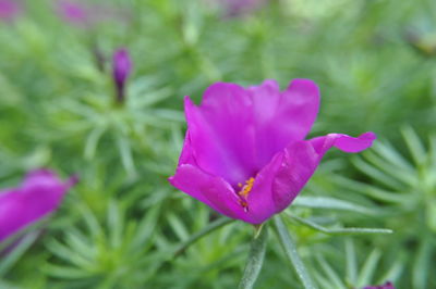 Close-up of pink flower growing on plant