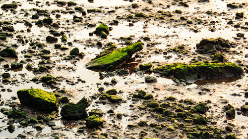 High angle view of moss covered rocks at wet shore