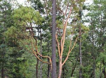 Low angle view of trees in forest