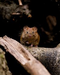 Small forest mouse from lugano, ticino, switzerland. approached it quite close and posed for me.