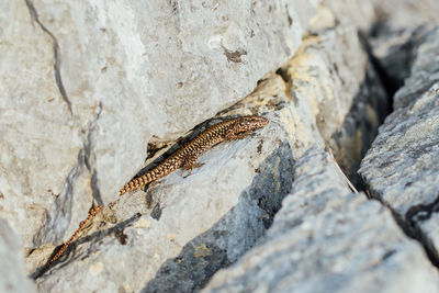 Close-up of lizard on a rock