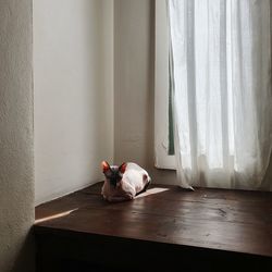 View of a horse on floor at home