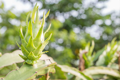Close-up of succulent plant