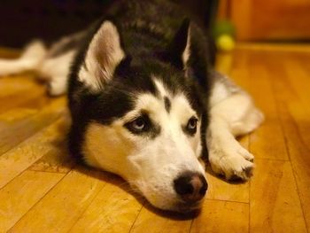 Close-up portrait of dog