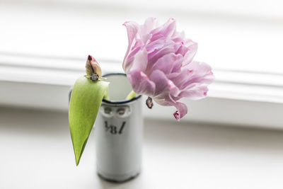 Close-up of pink flower in vintage measuring jug