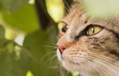 Close-up portrait of cat