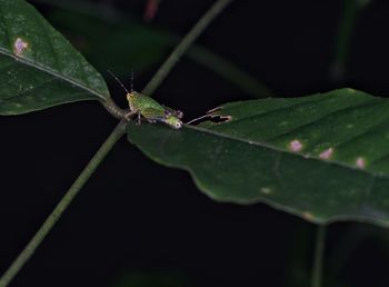 Close-up of insect on plant