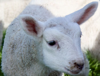 Close-up portrait of sheep