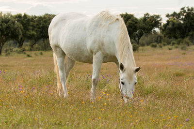 Horse grazing in a field