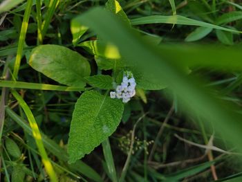 High angle view of plant growing on field