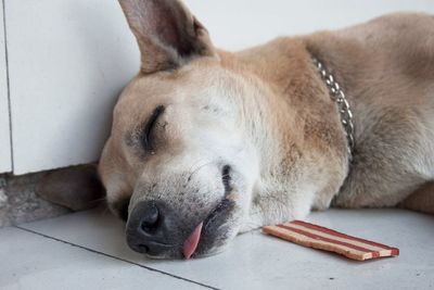 Close-up of dog sleeping on floor