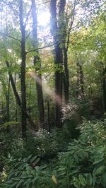 Trees in forest