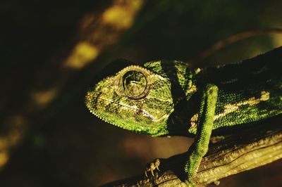 Side view of chameleon on branch
