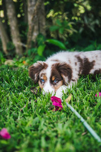 Portrait of a dog on field