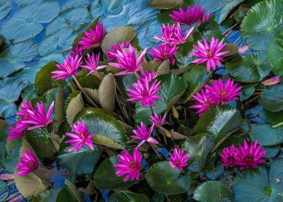 Close-up of pink flower