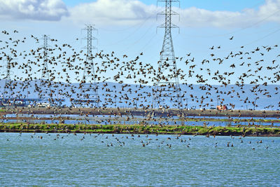 Flock of birds flying over sea