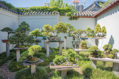 Potted plants against trees and houses against clear sky