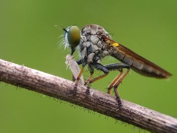 Close-up of dragonfly on twig