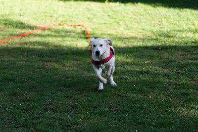 Dog running on field