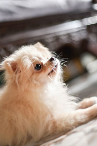 Close-up of dog looking away