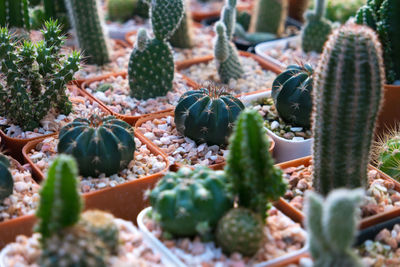 Close-up of cactus