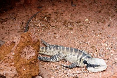 High angle view of lizard on rock