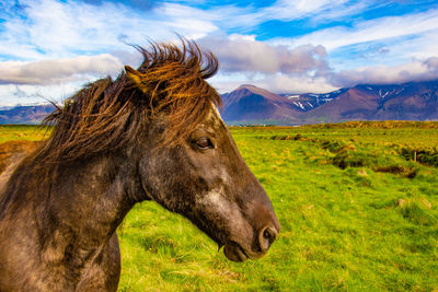 Horse standing on field