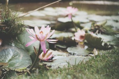 Close-up of pink lotus water lily in lake