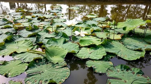 Close-up of lotus water lily in lake