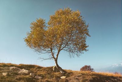 Tree on field against clear sky