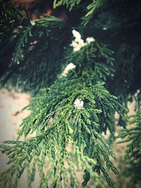 Close-up of plant