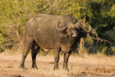 Buffalo standing on field