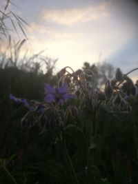 Close-up of purple crocus flowers on field against sky