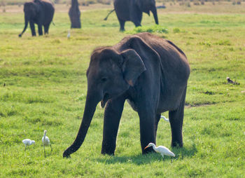 African elephant 