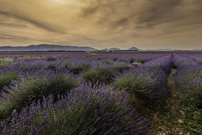 Purple flowering plants on field against sky during sunset