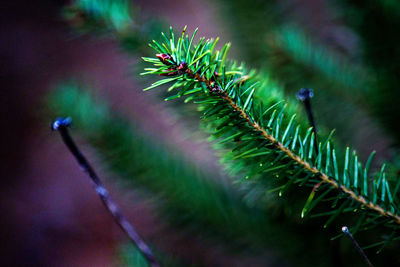 Close-up of plants growing outdoors