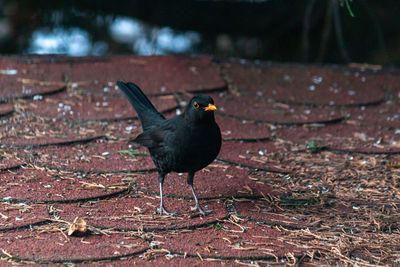 Male eurasian blackbird on a roof 