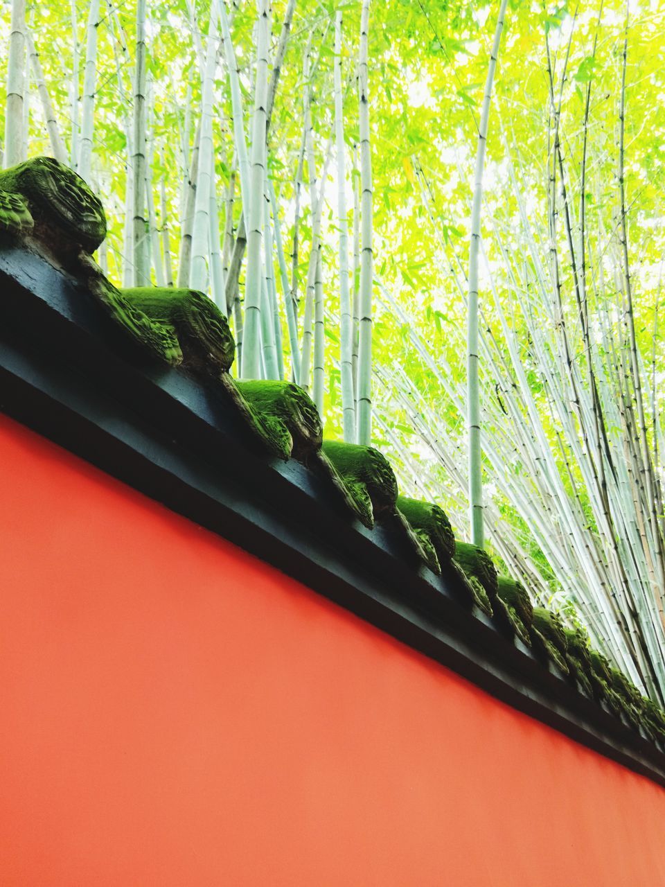 LOW ANGLE VIEW OF WINDOW IN FOREST