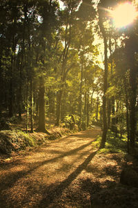 Sun shining through trees in forest