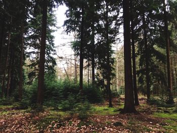 Trees in forest