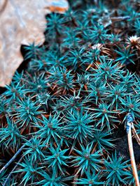 High angle view of succulent plants on field