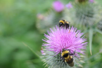 Close-up of bee pollinating on purple flower