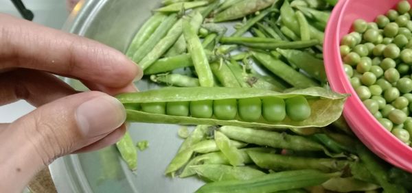 High angle view of hand holding vegetables