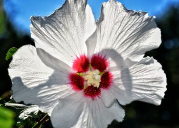 Close-up of flower