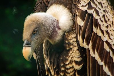 Close-up of eagle