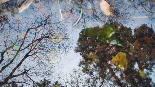 Close-up of bare tree against sky