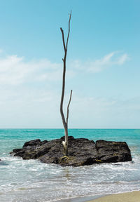 Beautiful landscape of a trunk of an old tree in the beach.